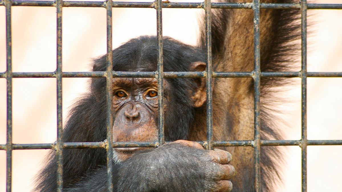 Un chimpancé tras las rejas de un zoológico