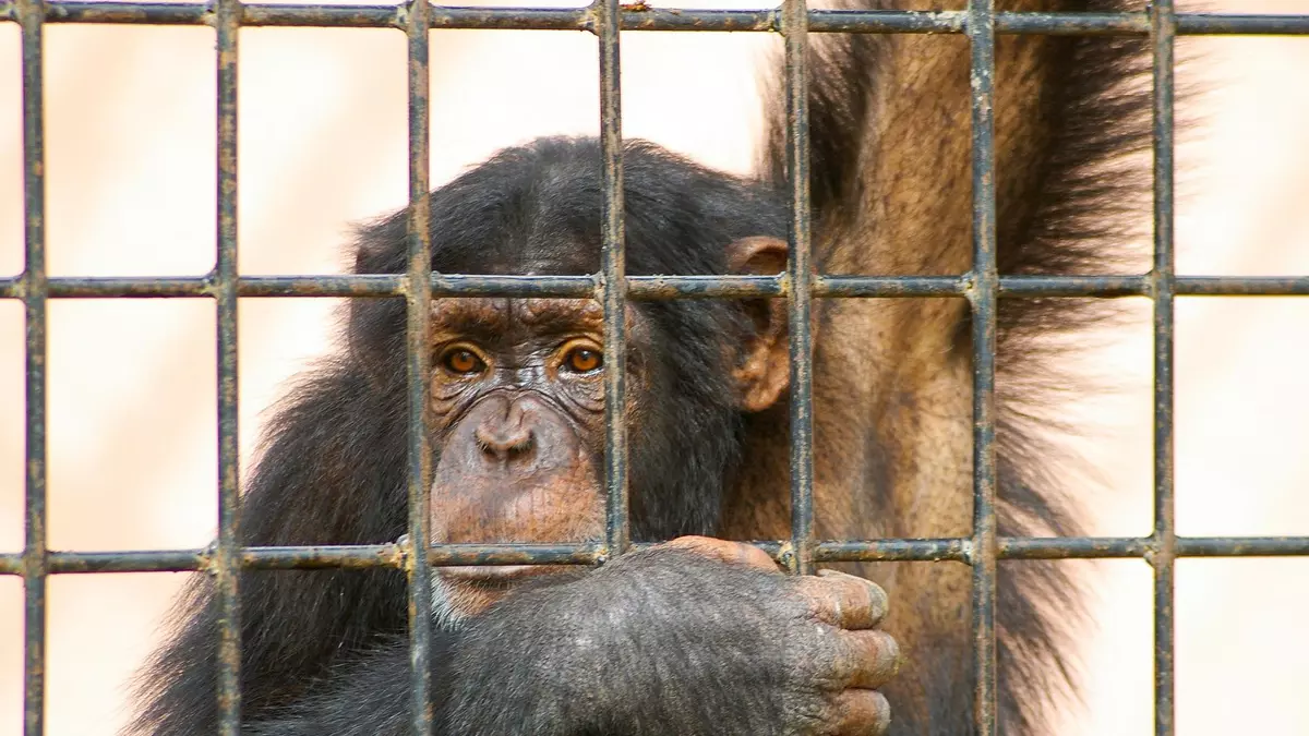 Quejas por la apertura de un nuevo zoo en Málaga, “un retroceso ético inaceptable”
