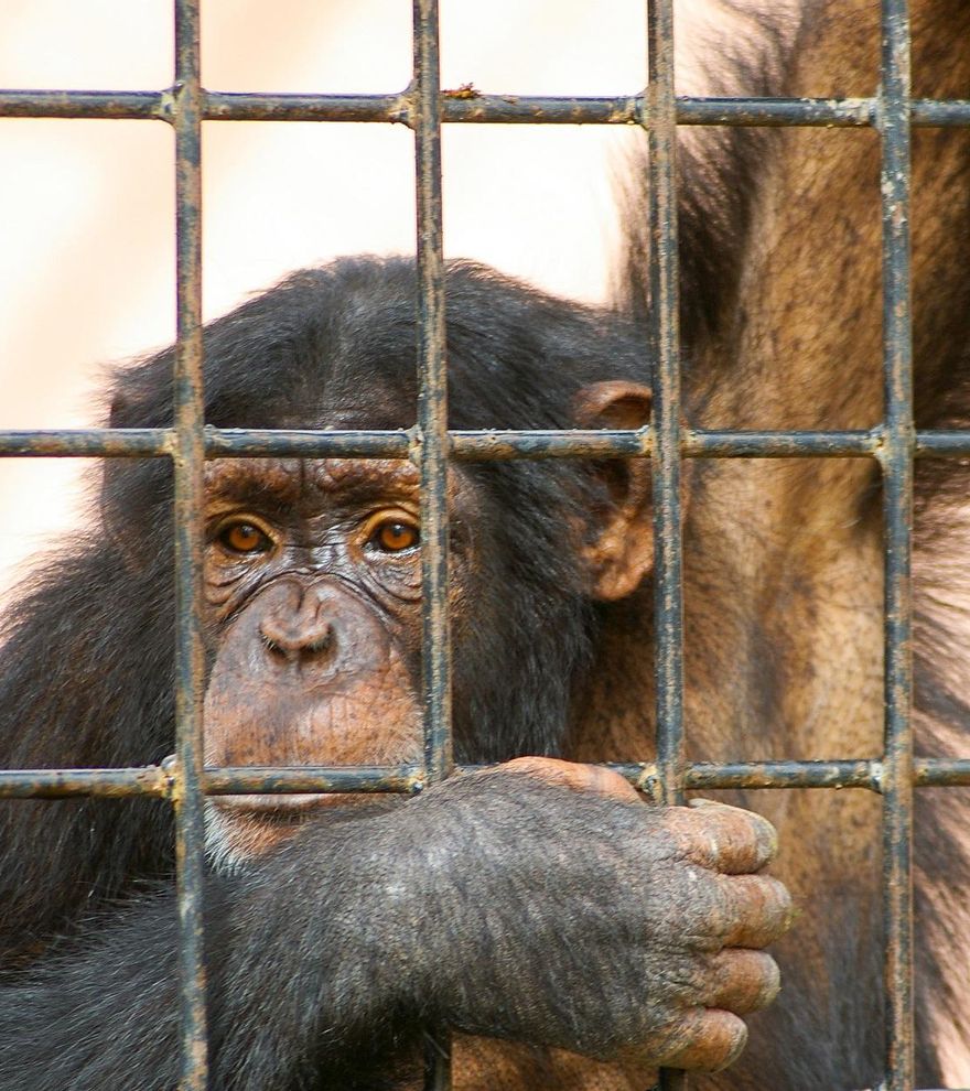 Quejas por la apertura de un nuevo zoo en Málaga, “un retroceso ético inaceptable”