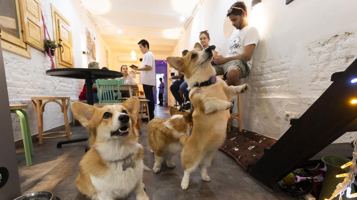 Juice, Matcha y Dior, los perros residentes del Corgi Café de Barcelona.