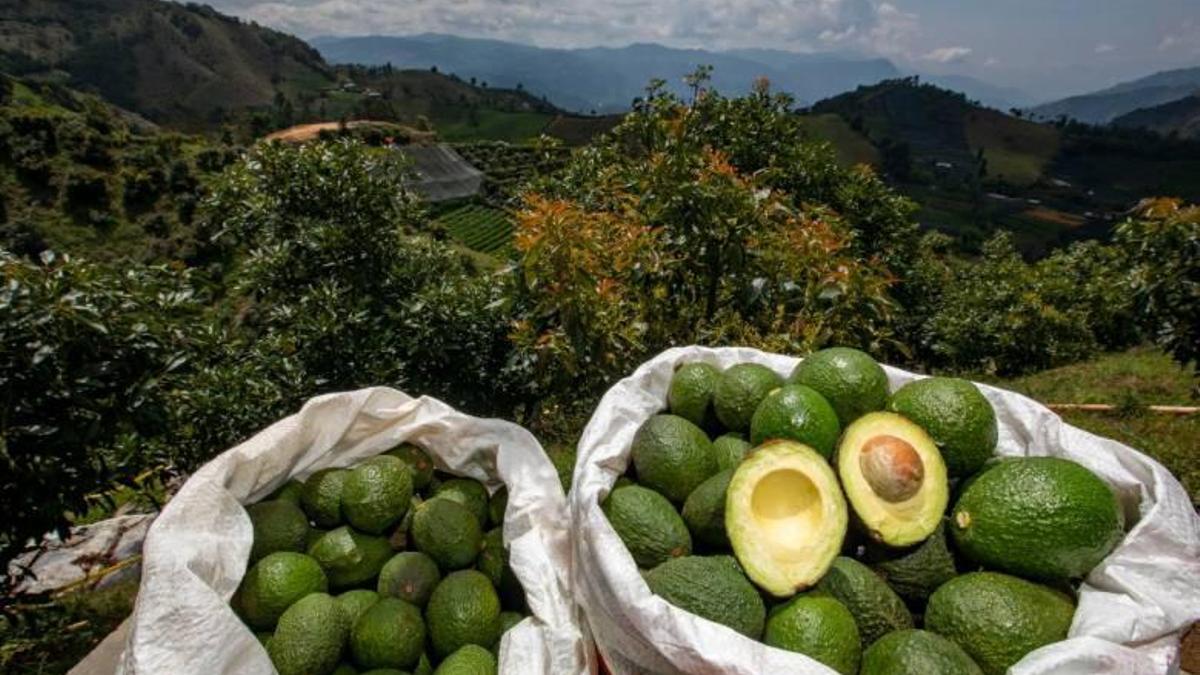 El aguacate que comes está destrozando el planeta