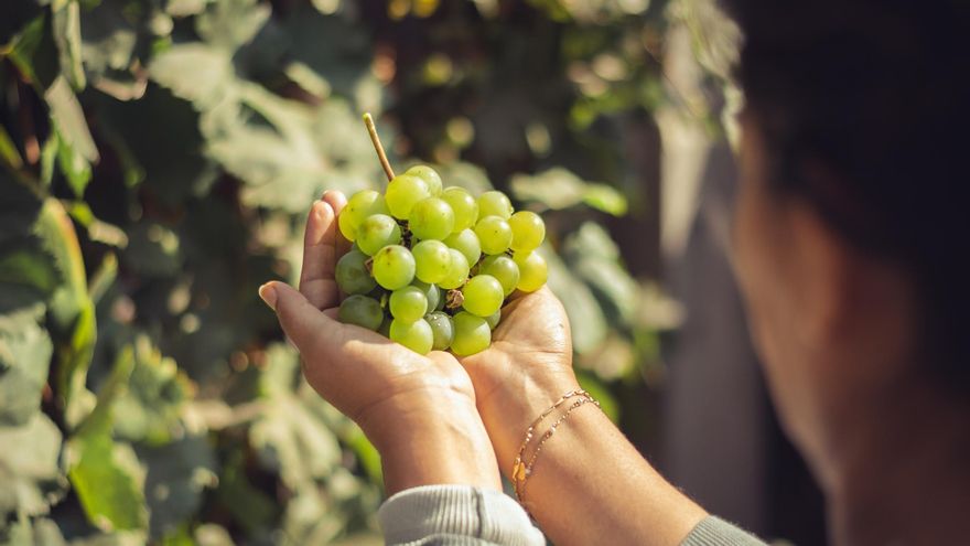 La historia de la empresa española que pone las mejores uvas en tu carrito sin que lo sepas