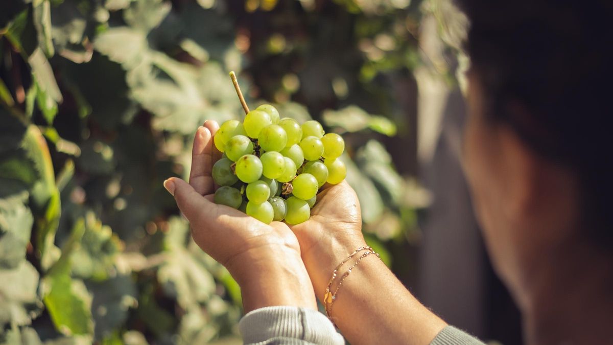 El Ciruelo es uno de los mayores referentes en producción de uva de mesa y fruta de hueso.