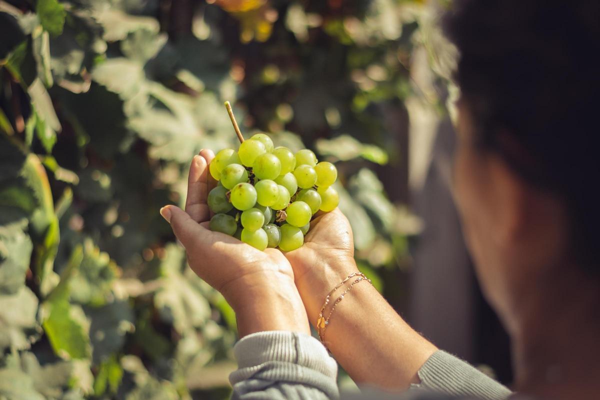 El Ciruelo es uno de los mayores referentes en producción de uva de mesa y fruta de hueso.