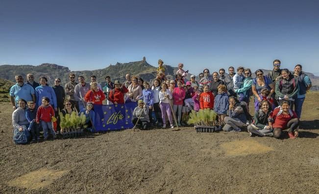 REFORESTACIÓN LIFE+ PINZÓN AZUL