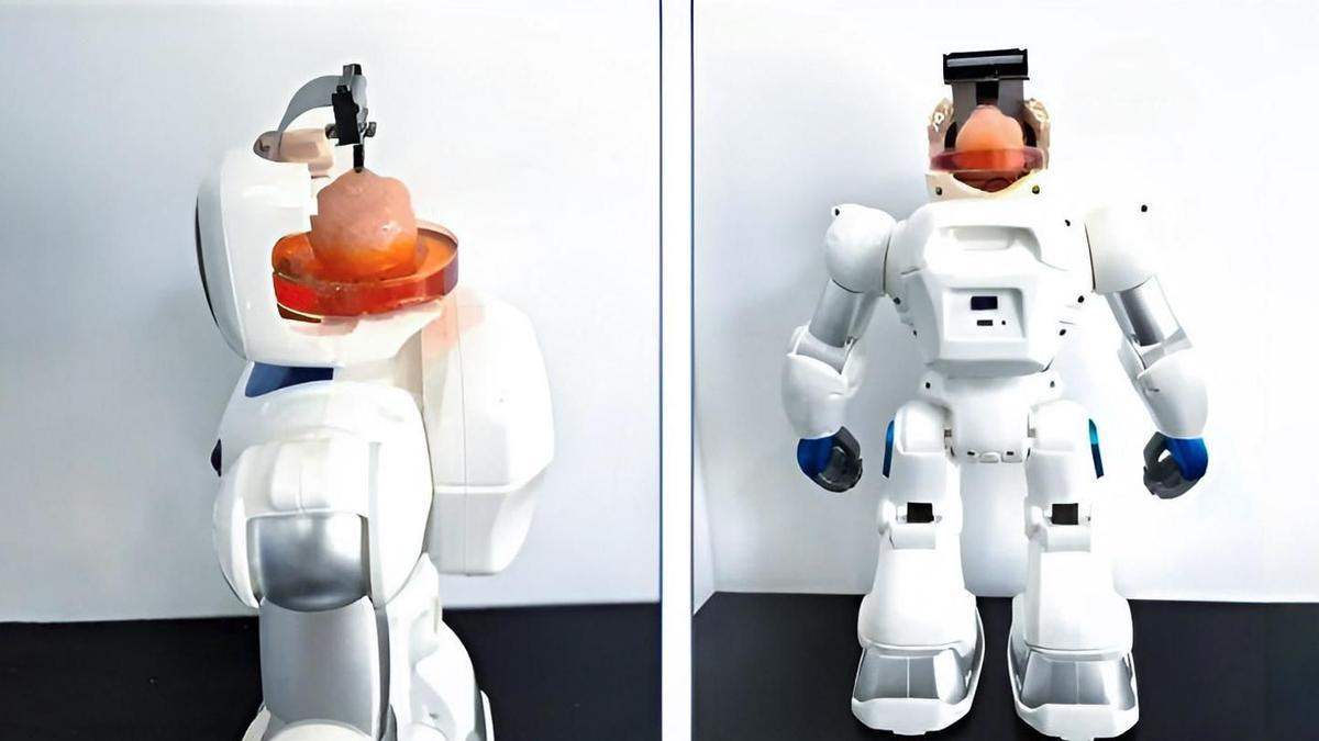 Investigadores chinos han creado un robot organoide que integra tejido cerebral humano.