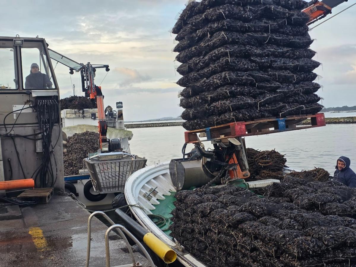 Descargas de mejillón para fresco en el muelle de Vilanova de Arousa, esta mañana.