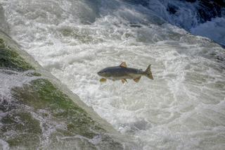 Alerta ecologista: “El salmón está en peligro de extinción en España”