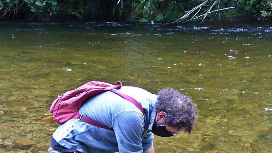 Román Herrero, durante la suelta de alevines, ayer, en el río Narcea.