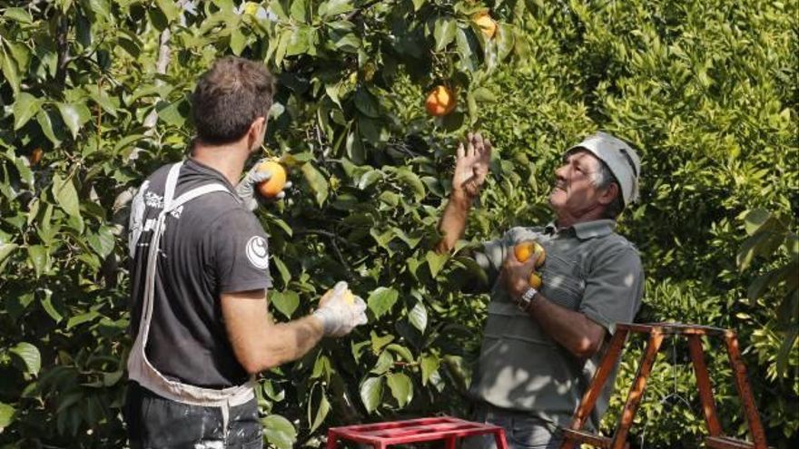 Varios trabajadores recolectan caquis en un huerto de la comarca, en una foto de archivo.