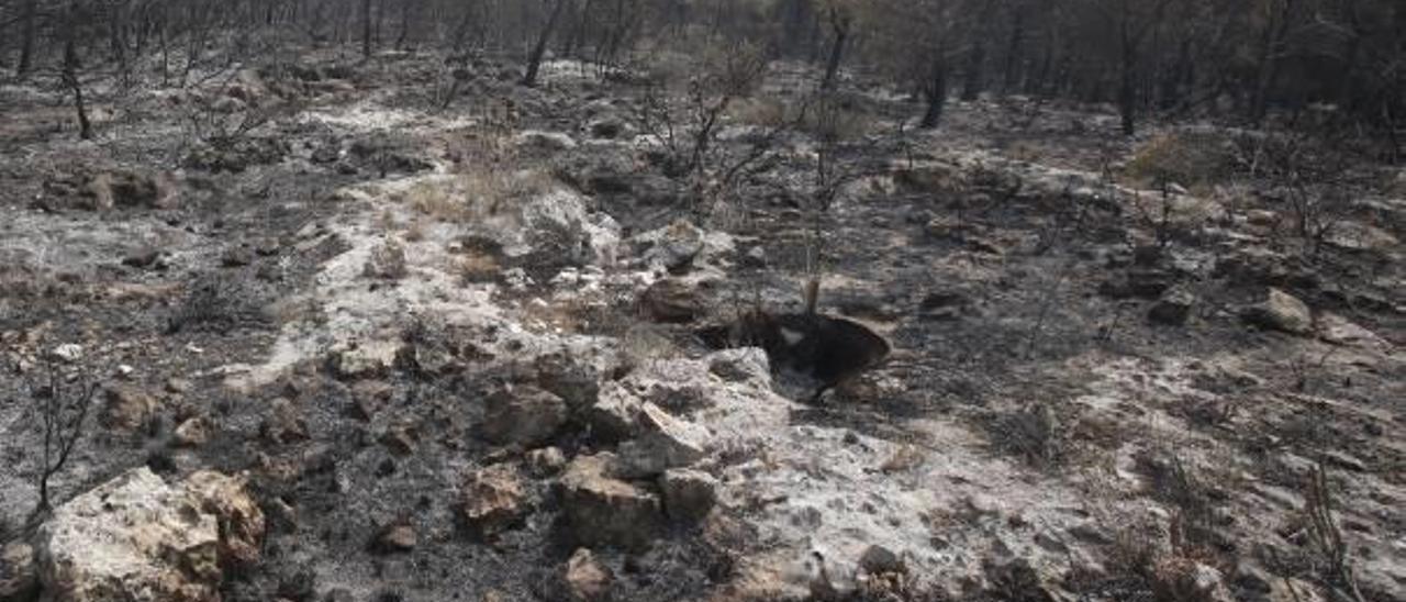 Zona calcinada en septiembre por el incendio declarado en Rafelguaraf.