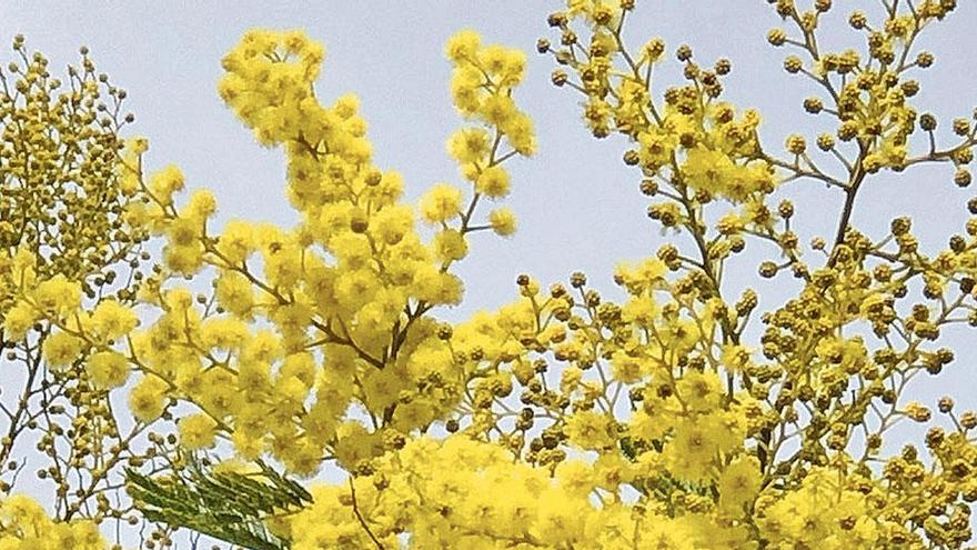 Die „Acacia dealbata&quot;: Jeder Pompon besteht aus einem Büschel Staubfäden mit Pollen.