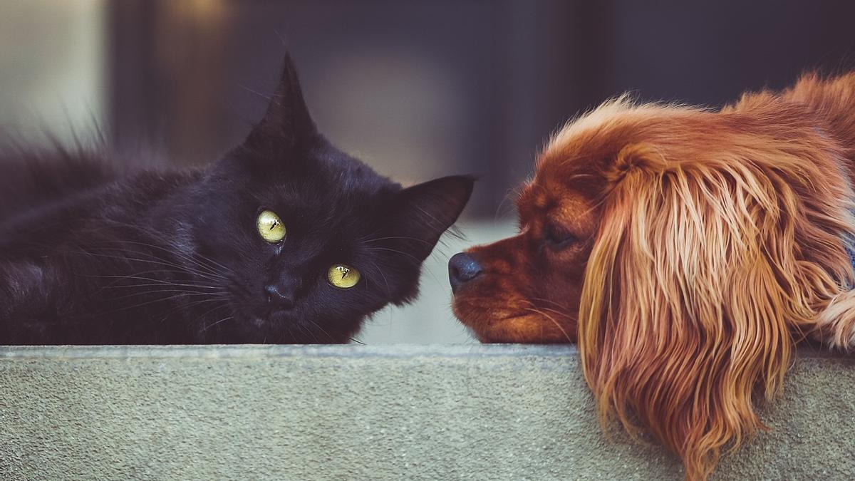 Un gat i un gos en una llar
