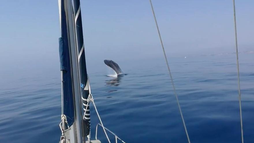 Avistan varios ejemplares de un tipo de ballena frente a la costa de Torrevieja