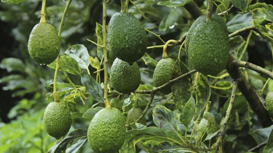 Aguacates cultivados en la Isla.