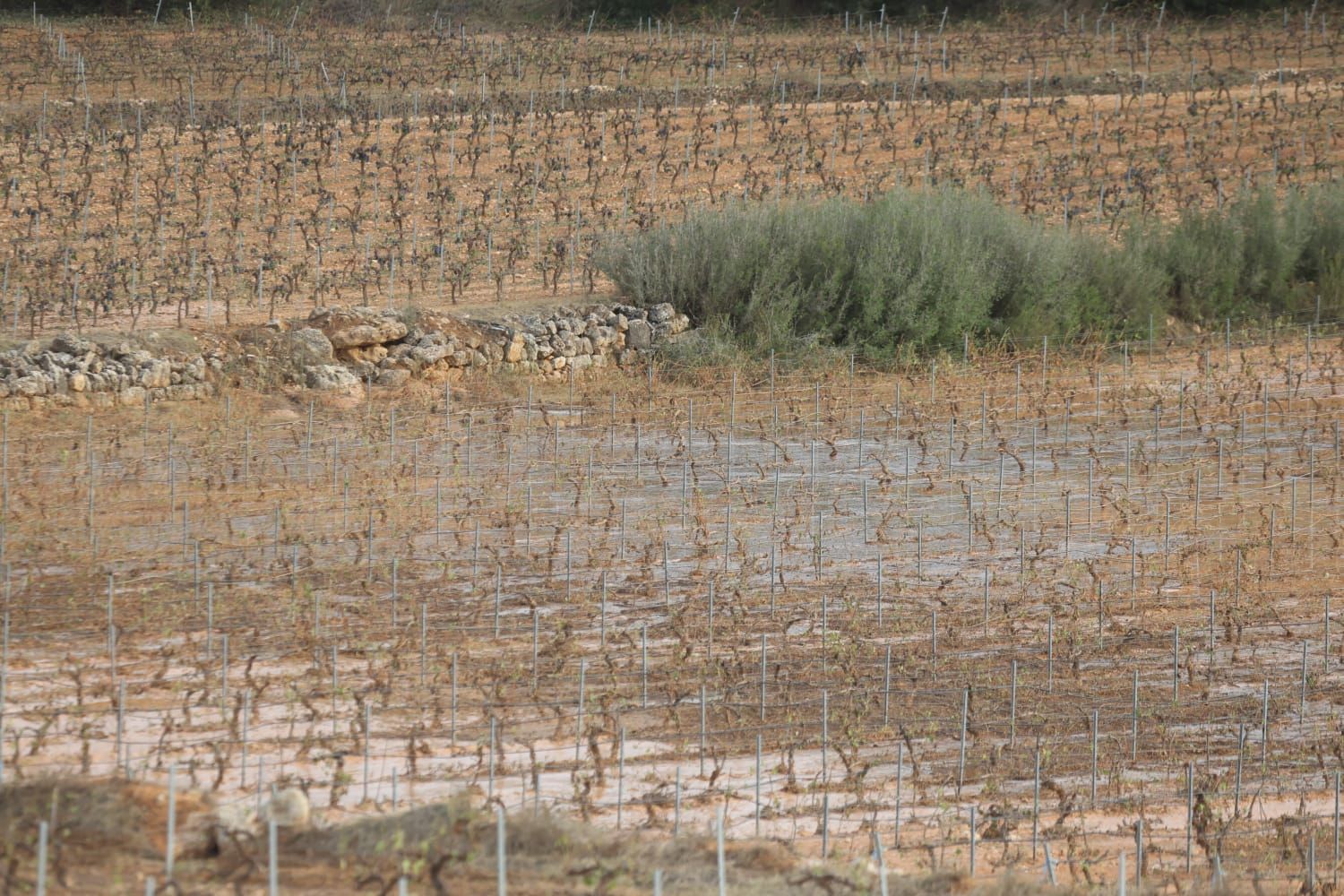 Las consecuencias del temporal de granizo que azotó ayer Requena