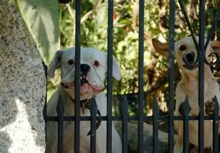 Primeras multas de la Lei de Benestar Animal: más de 6.000 euros por tres perros que atacaron a un gato