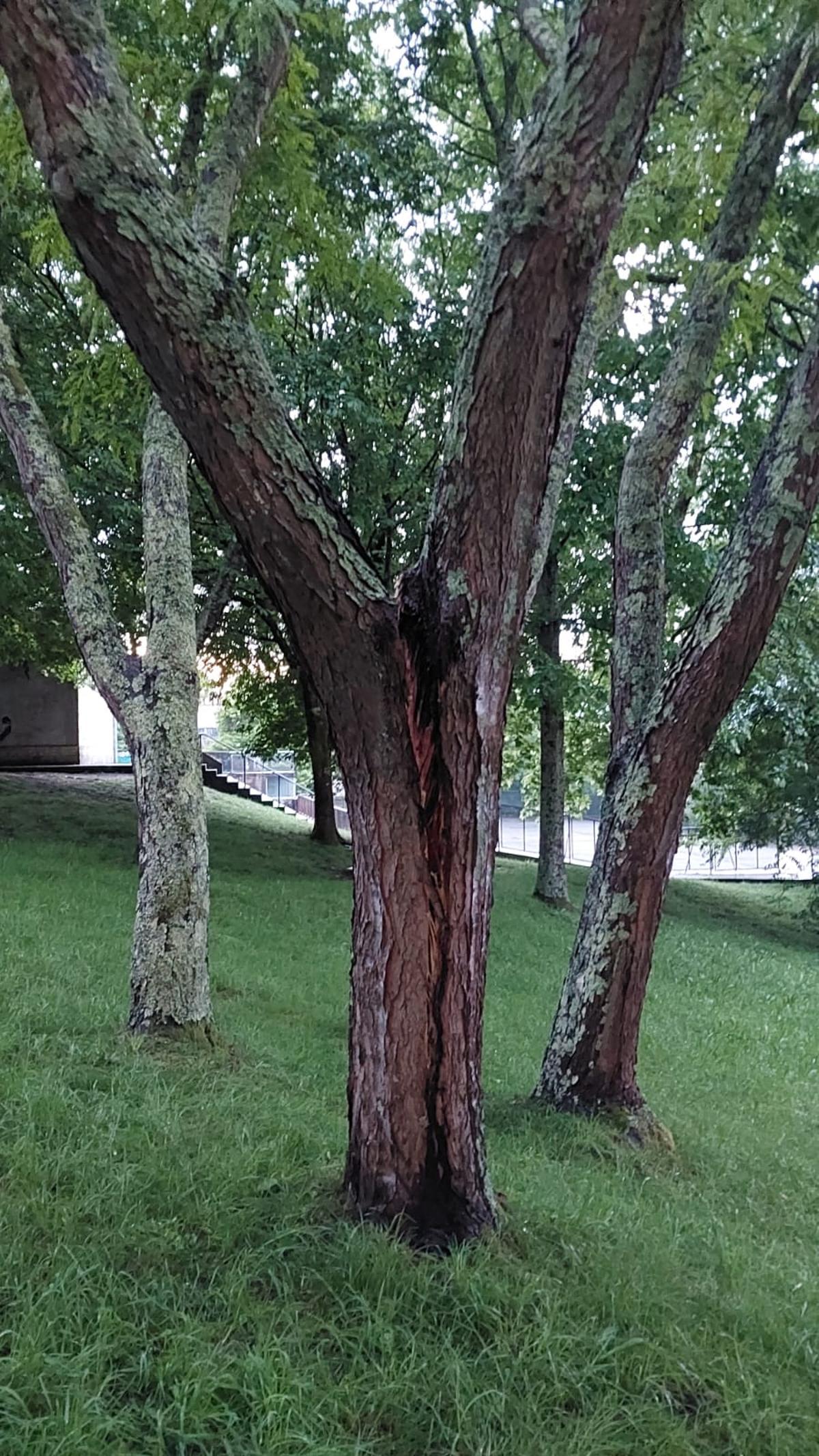 El árbol, antes de su retirada