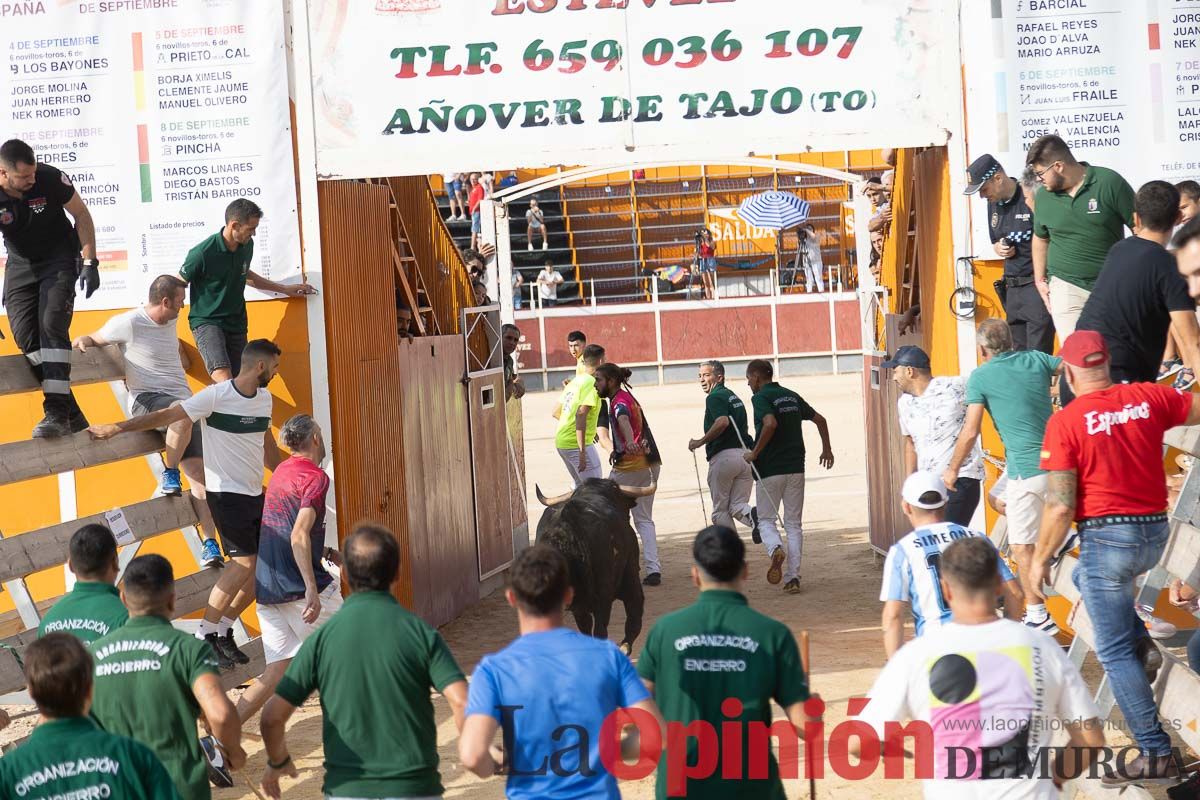 Quinto encierro de la Feria Taurina del Arroz en Calasparra