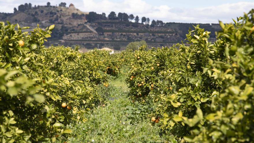 Los buenos precios no frenan el abandono de cítricos y caquis en la Costera y la Vall d&#039;Albaida
