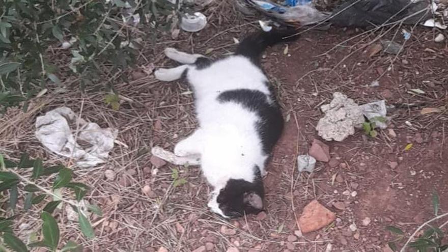 Uno de los gatos que apareció muerto.