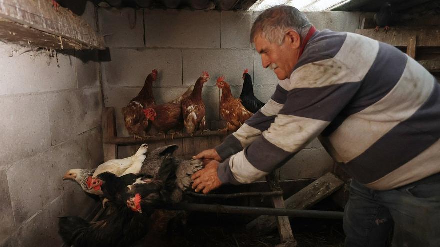 Planas pide «rigor» con las aves confinadas en 40 concellos