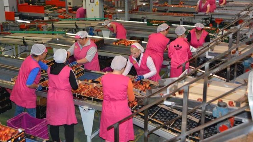 Operarias de uno de los almacenes de frutas de Cieza trabajando en la tarde de ayer.