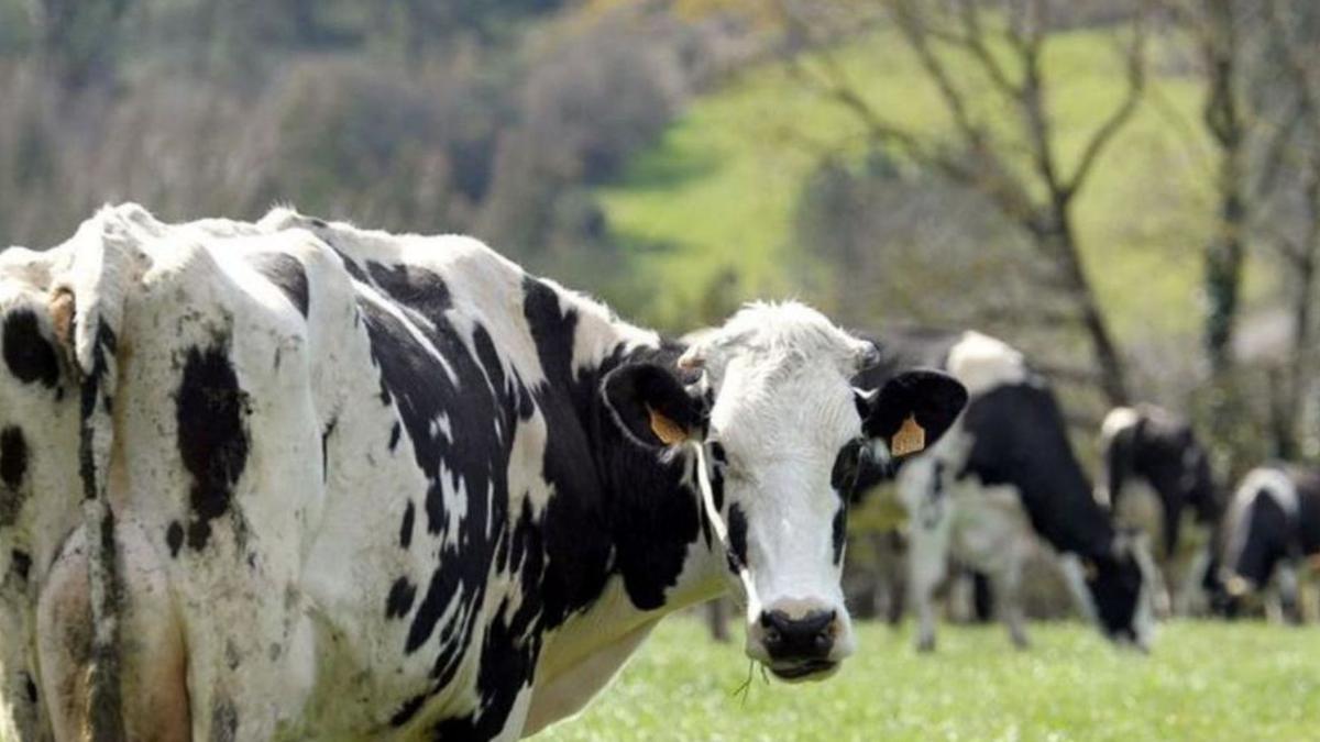 Vacas pastando en una explotación ganadera de la provincia de Pontevedra.