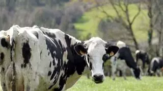 Los ganaderos gallegos recelan de la competencia de ‘leche’ y ‘carne’ vegana