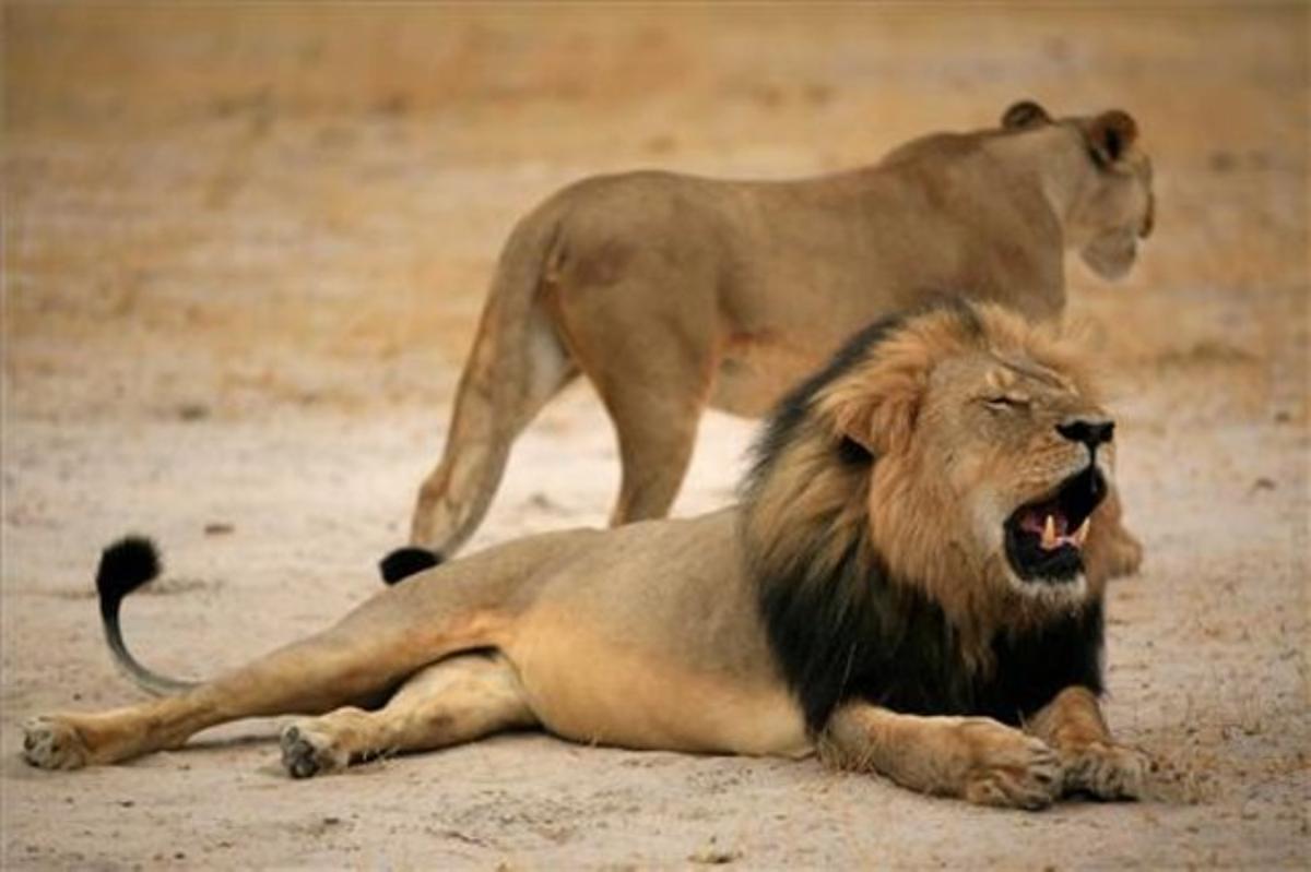 Cecil, el lleó més famós de Zimbàbue. 