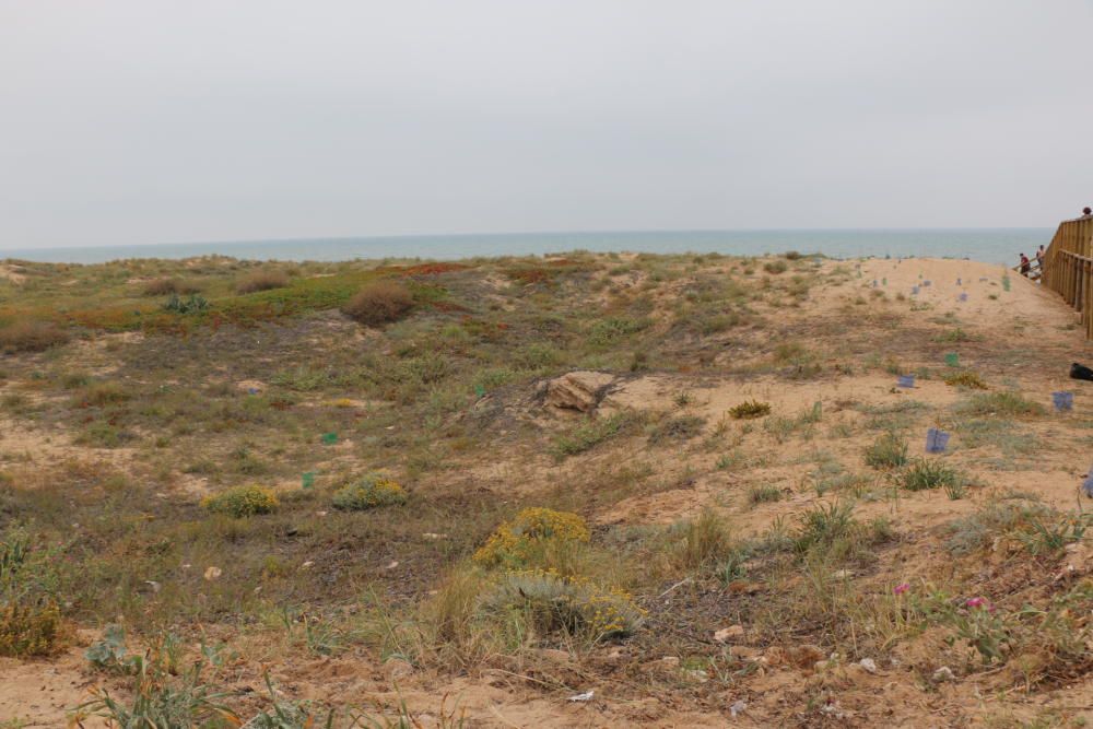 Retirada de especies invasoras de las dunas y pinada del Molino del Agua en Torrevieja