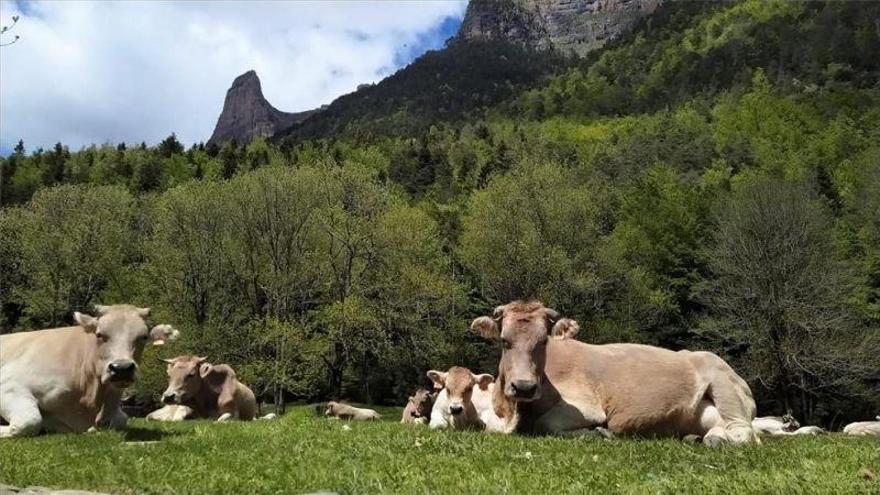 Primavera «insólita» en Ordesa