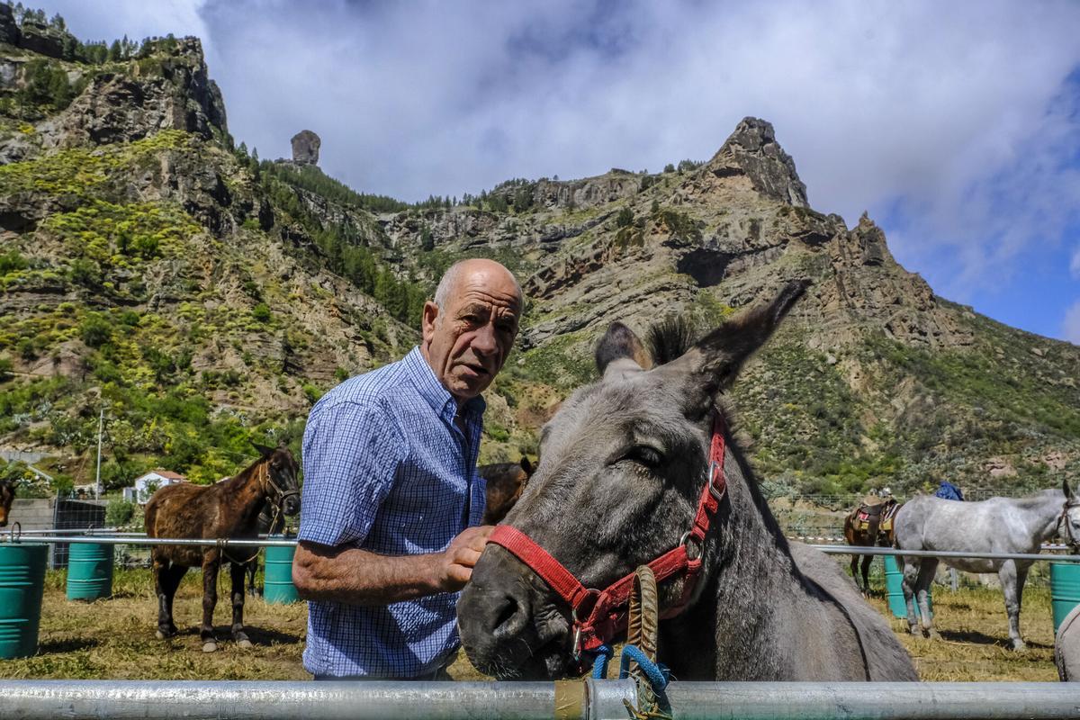 Feria de burros de La Culata de Tejeda 2025