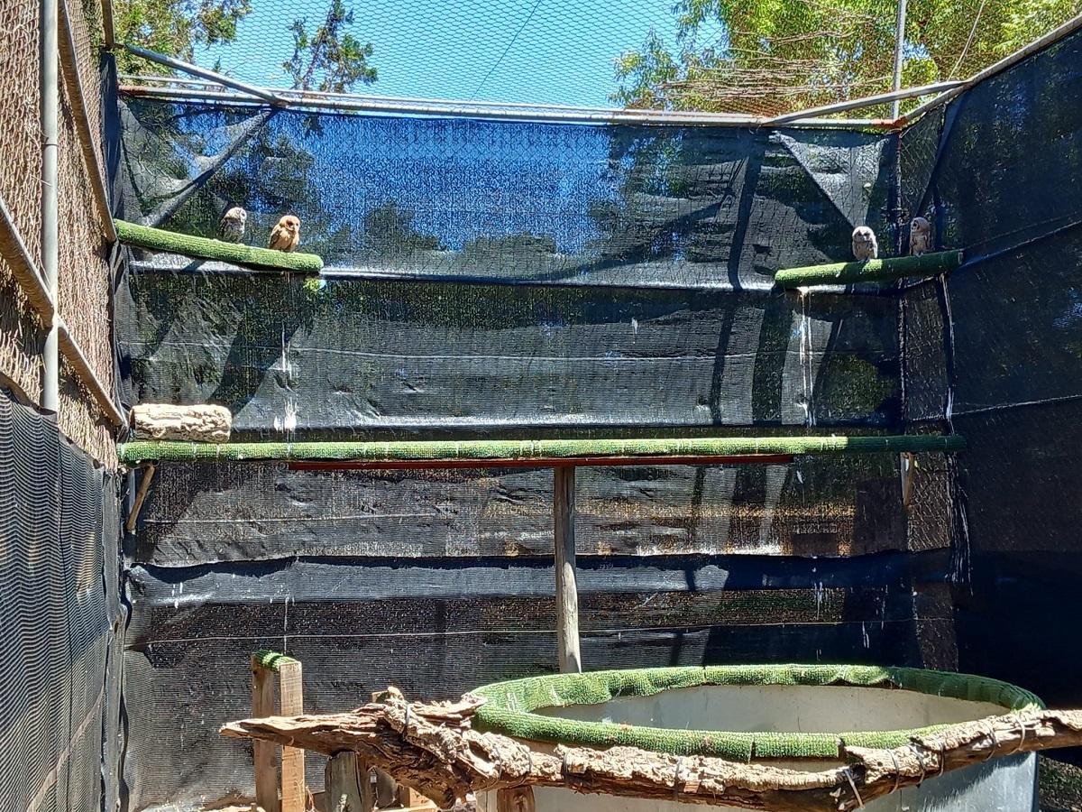 Vuelario del CREA. En este espacio los animales aprenden a cazar presas vivas.