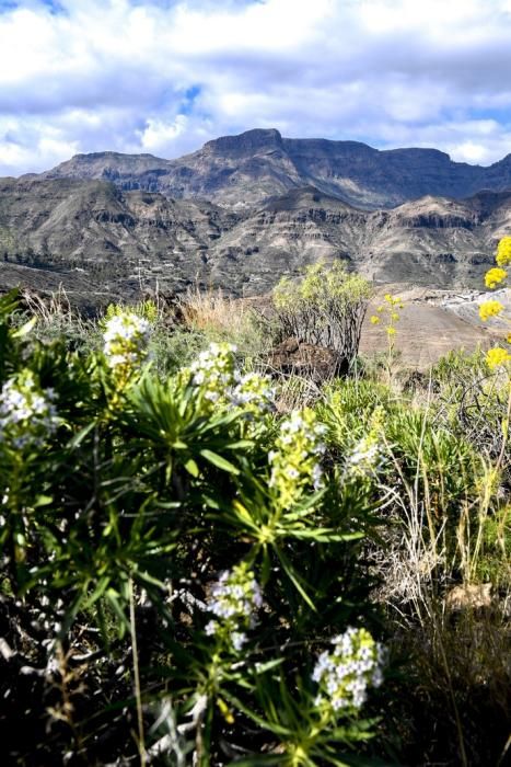 GRAN CANARIA 26-01-2019  SANTA LUCIA DE TIRAJANA-SAN BARTOLOME DE TIRAJANA. Fotos al macizo de Amurga. Fotos a los terrenos de la familia de Román comprados por el Cabildo.  FOTOS: JUAN CASTRO