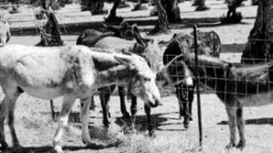 La crisis pasa factura al burro