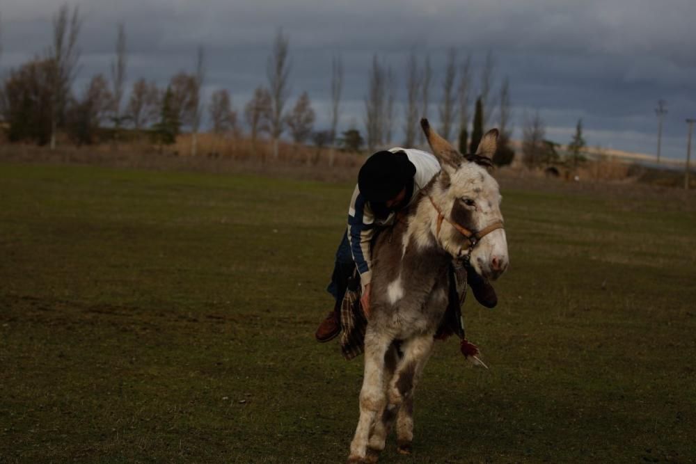 Carrera de cintas en burro en Molacillos.