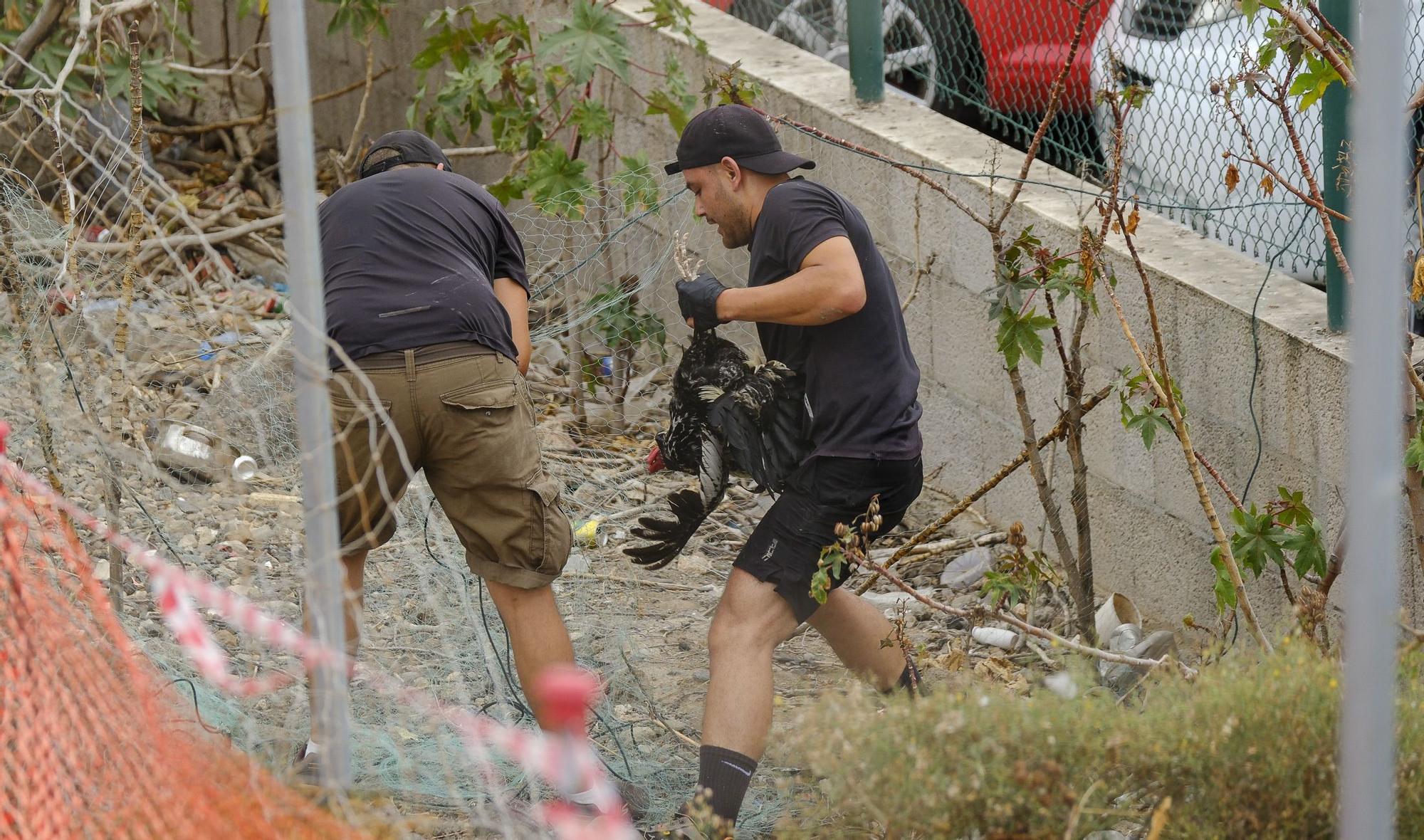 El Ayuntamiento retira los gallos de La Paterna tras varias quejas vecinales y antes de aplicar la desratización