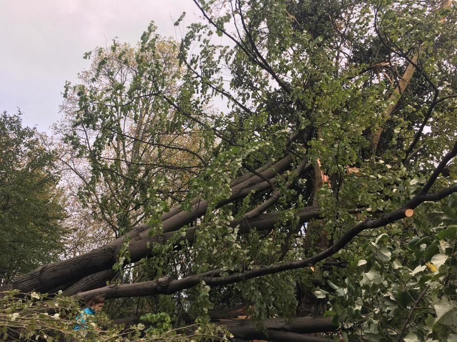 Daños por el temporal en Avilés.