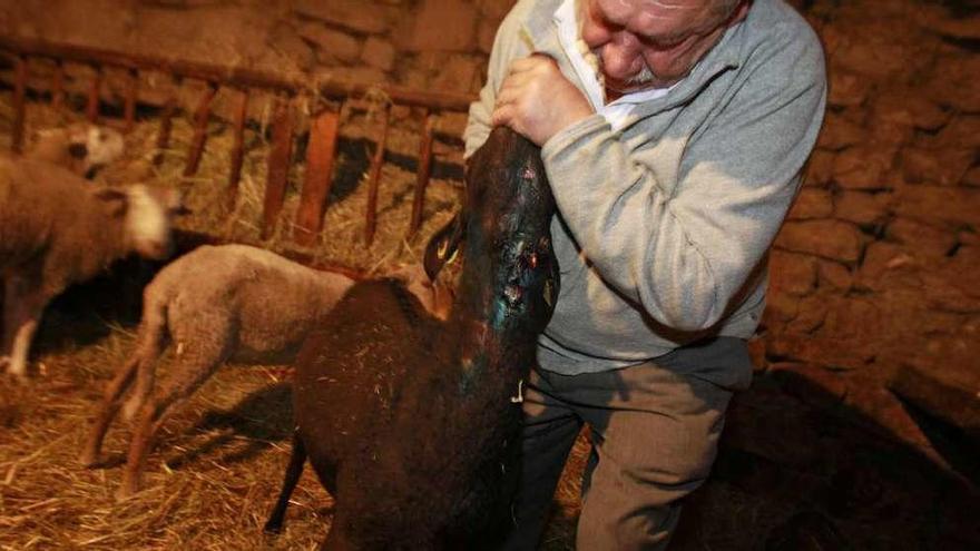 El vecino de San Paio muestra los daños en la garganta de la cabra. // J. Regal