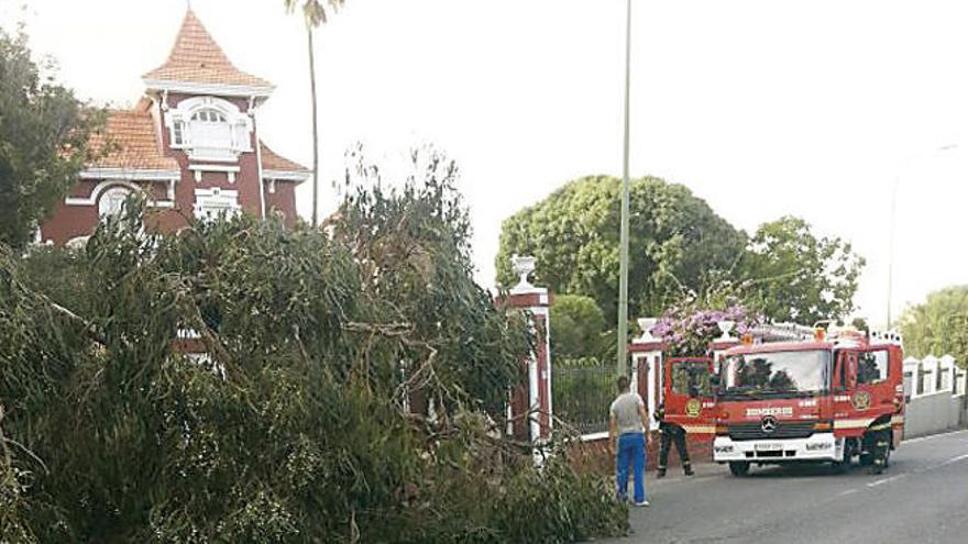 Una gran rama de eucalipto cae y obstruye la carretera del Centro en Tafira Alta