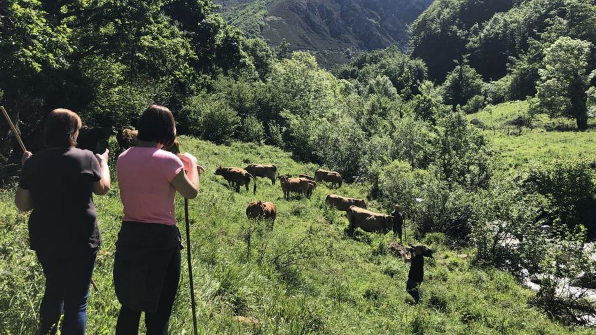 mujeres ganaderas. |  | IMÁGENES CEDIDAS POR TERNERA ASTURIANA