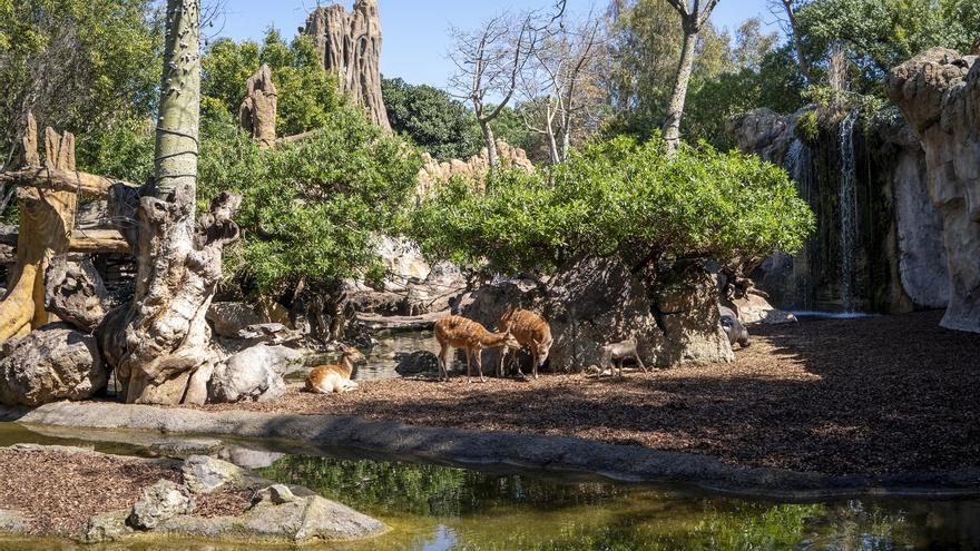 Bioparc invita a celebrar “todo el año” el Día Mundial del Medio Ambiente