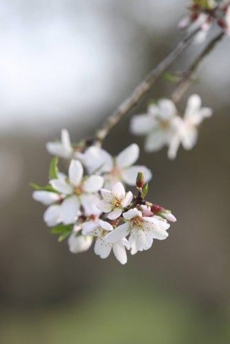 Die ersten Mandelblüten auf Mallorca