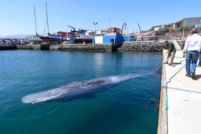 TELDE  13-03-19   TELDE. Localizan a una ballena cachalote hembra de nueve metros muerta flotando en la costa de Telde, la cual fue trasladada hasta el muelle de Taliarte a la espera de sus traslado al vertedero de Juana Grande donde le practicaran la necropsia. FOTOS: JUAN CASTRO