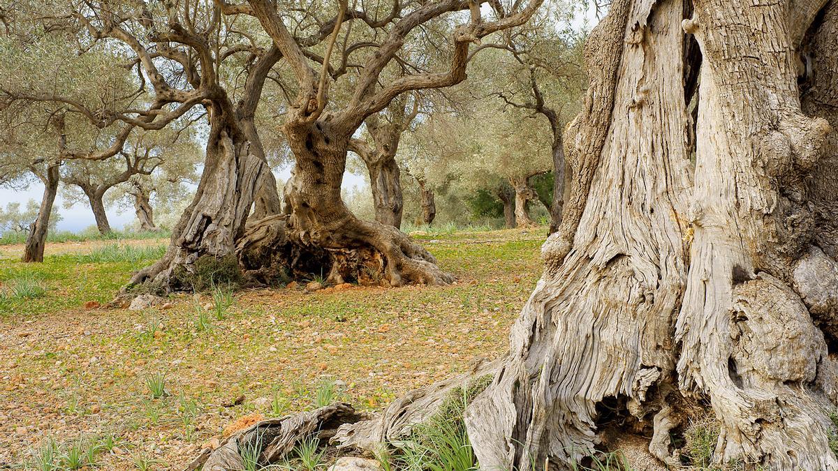 Un olivar en la sierra de Tramuntana, en la isla de Mallorca.
