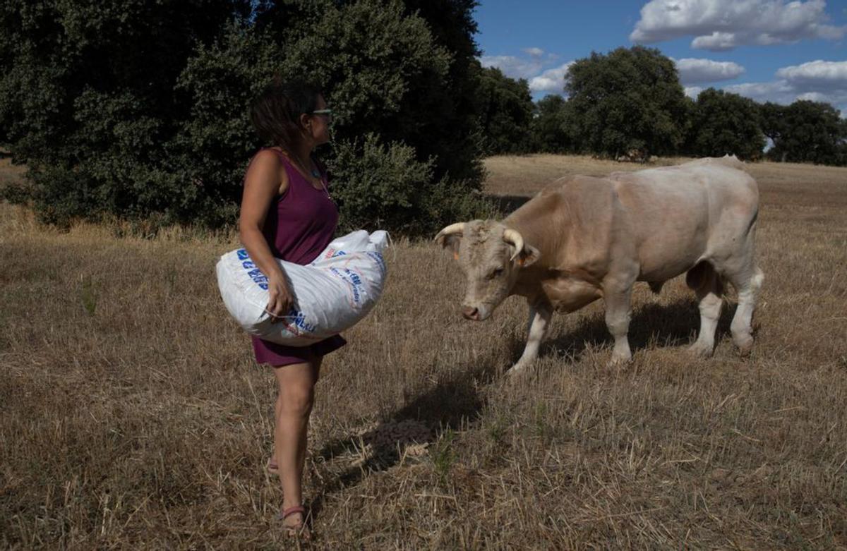 &quot;Las vacas no tienen fuerza ni alegría&quot;