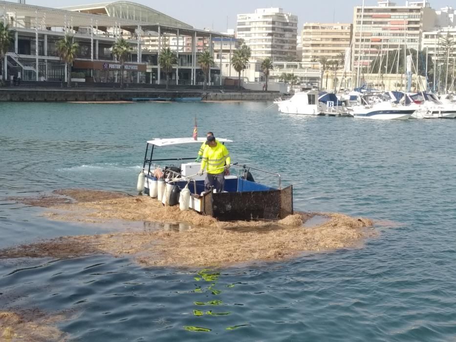 Sacan seis toneladas de algas del Puerto