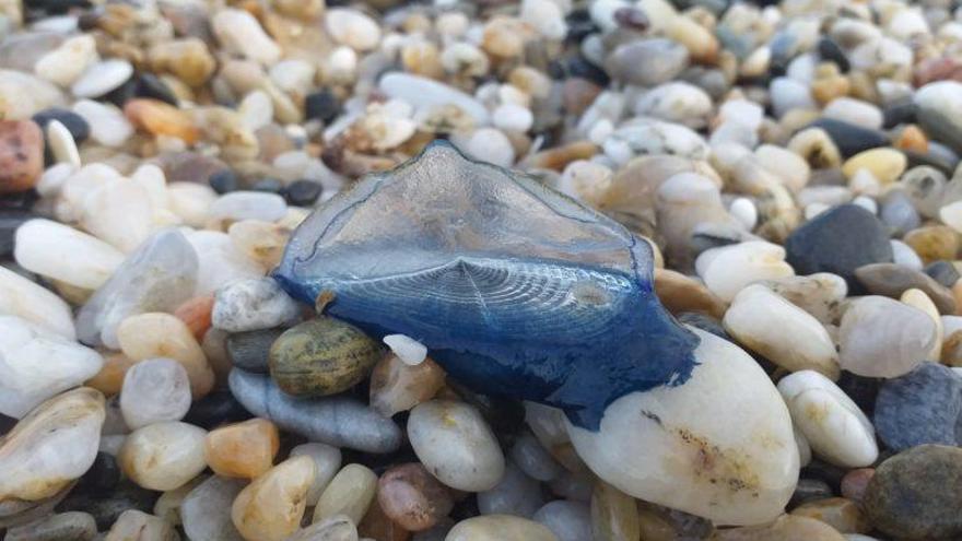 Una de las medusas encontrada en la playa de Burriana.