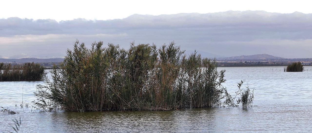 Panorámica del lago y visor cartográfico de la Generalitat donde se  aprecian los puntos de muestreo. | M. A. MONTESINOS